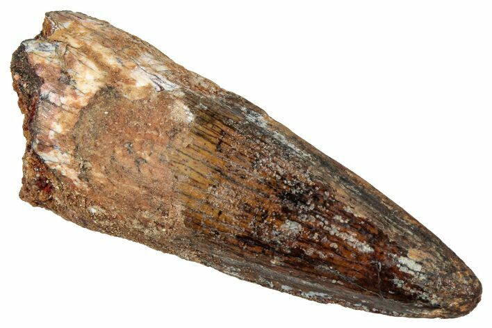 Fossil Spinosaurus Tooth - Real Dinosaur Tooth #329507